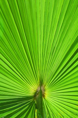 yansıma yeşil palmiye yaprağı