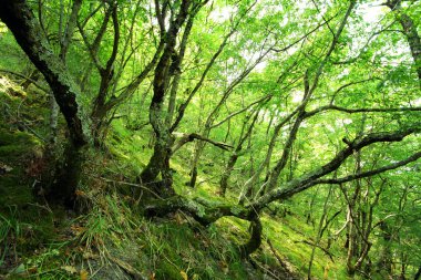 Image of tropical forest