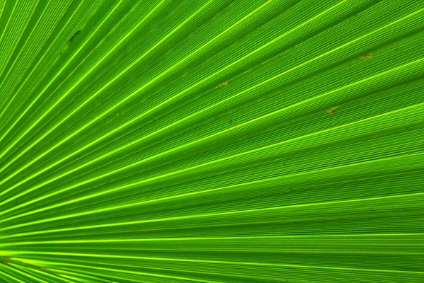 Imagen de la hoja de palma verde colse-up —  Fotos de Stock