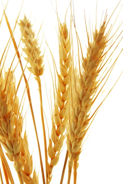Imagen de trigo aislado sobre fondo blanco —  Fotos de Stock