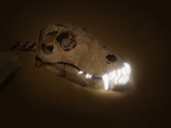 Obraz czaszka dinozaur z jasne białe zęby świeciło — Zdjęcie stockowe