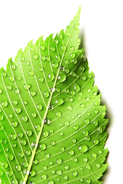 Imagen de hoja verde con gotas de agua sobre el primer plano blanco —  Fotos de Stock