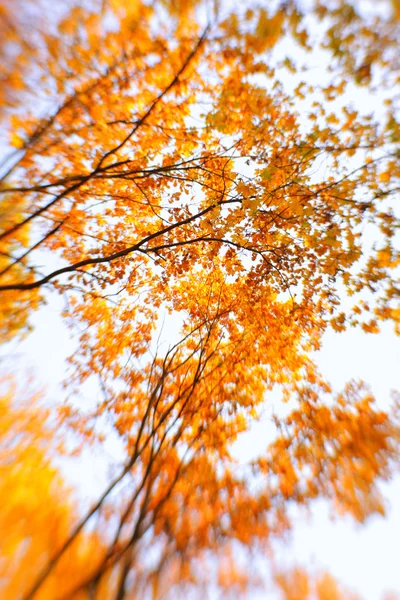Bright autumn background. Selective focus — Stock Photo, Image