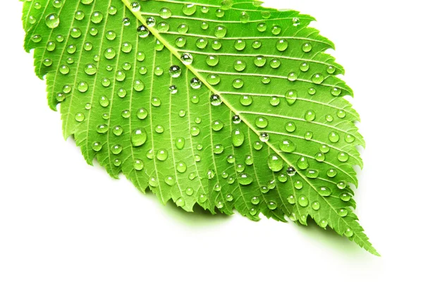 Image of green leaf with drops of water — Stock Photo, Image