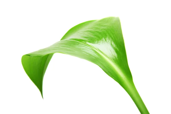 Image of green leaf isolated on white background — Stock Photo, Image
