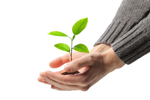 Jeune plante dans les mains humaines — Photo