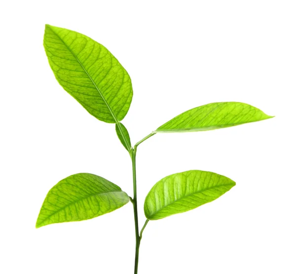 Planta verde — Foto de Stock