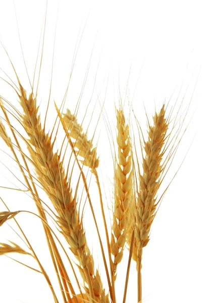 Imagen de trigo aislado sobre fondo blanco —  Fotos de Stock