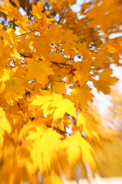 Autumn leaves background. Selective focus — Stock Photo, Image