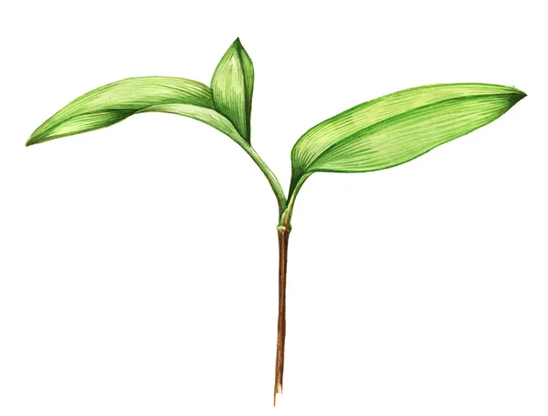 Watercolor illustration of young plant on white — Stock Photo, Image
