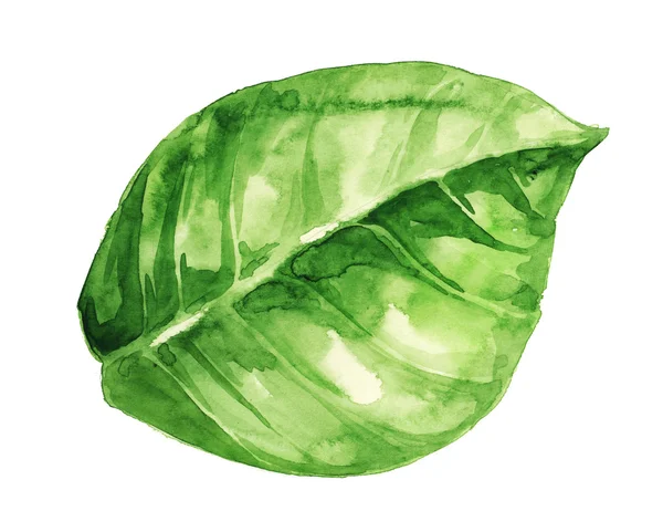Watercolor illustration of green leaf isolated on white — Stock Photo, Image