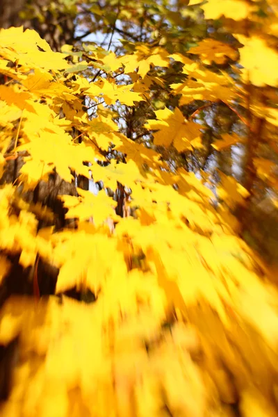 Autumn leaves background. Selective focus — Stock Photo, Image