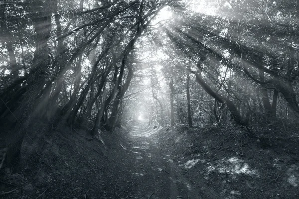 sis, gündoğumu ile orman yoluyla yol