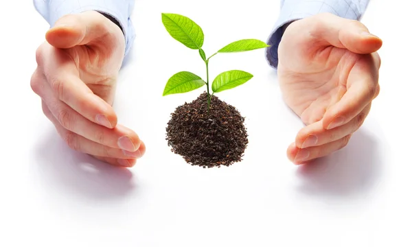 Hands and plant on white background — Stock Photo, Image