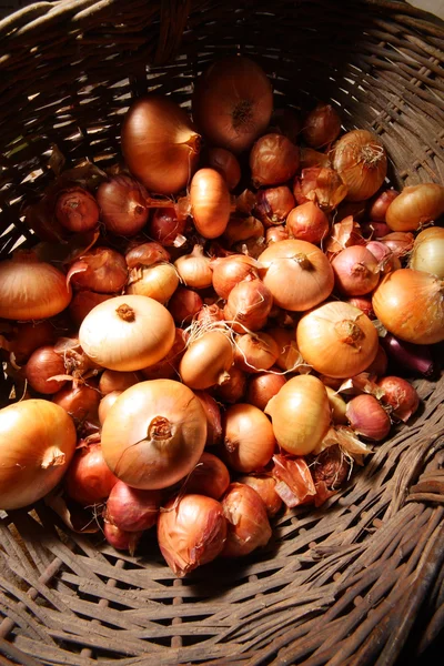 Wide-angle lens picture of onion crop — Stock Photo, Image