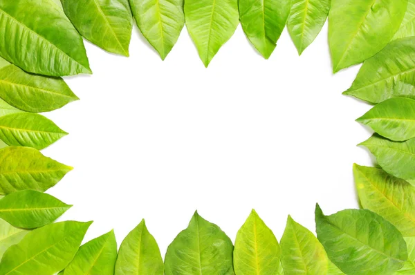 Foliage Frame — Stock Photo, Image