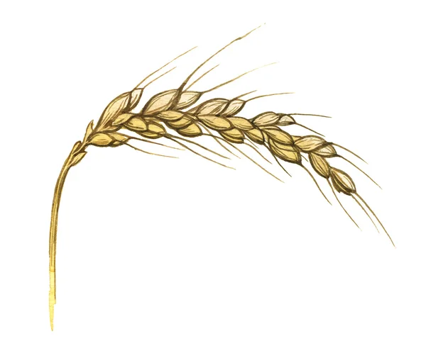 Watercolor illustration of wheat ear on white — Stock Photo, Image