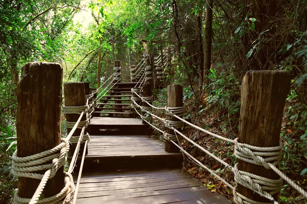 Image of stairway in jungle — Stock Photo, Image