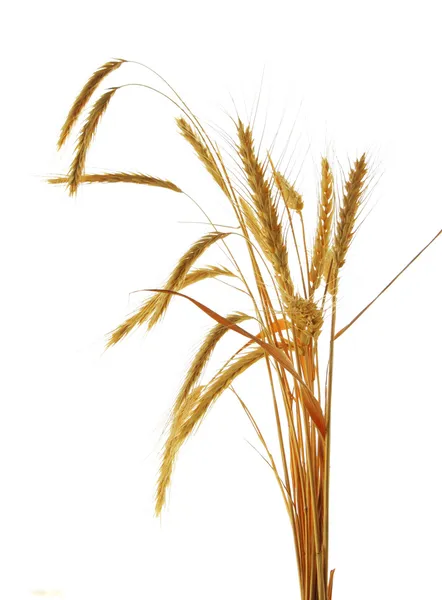 Image of wheat isolated over white background — Stock Photo, Image