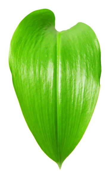 Imagen de hoja verde aislada sobre fondo blanco — Foto de Stock