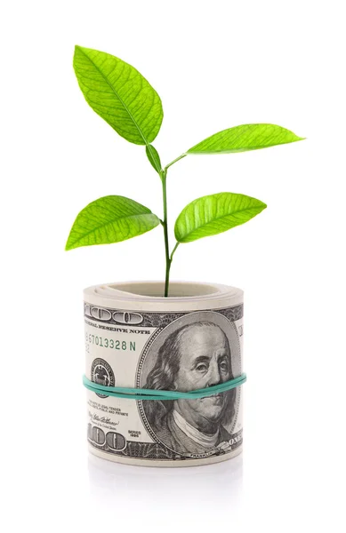 Concept image of money growth isolated on white — Stock Photo, Image