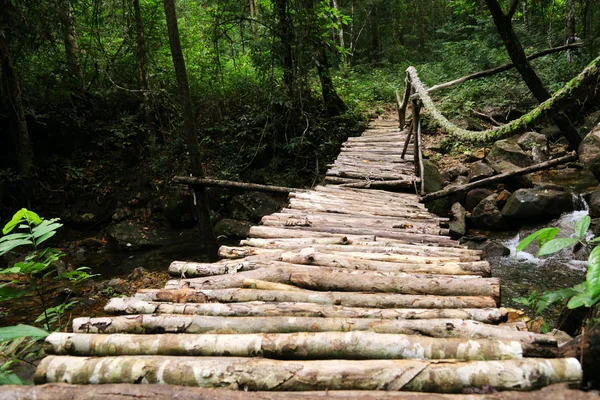 Bridge inside tropical jungle — Stock Photo, Image