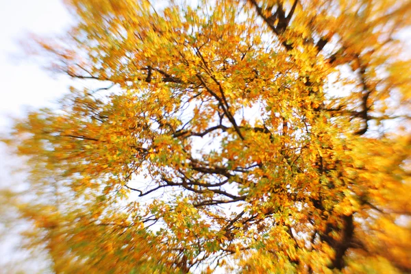 Bright autumn background. Selective focus — Stock Photo, Image