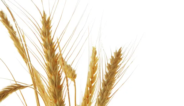 Image of wheat isolated over white background — Stock Photo, Image