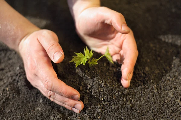 hayatın başlangıcı