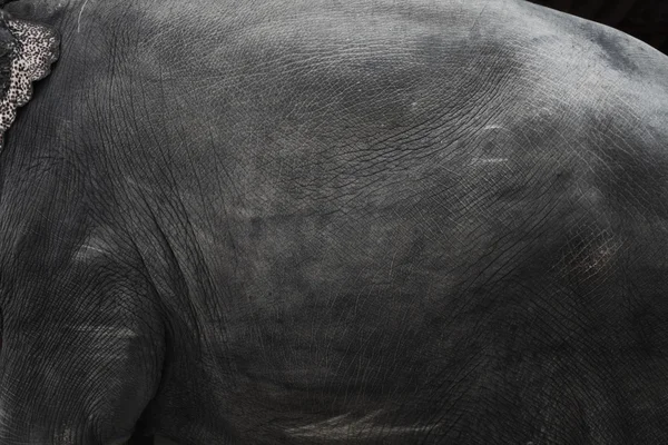 Image of elephant skin — Stock Photo, Image