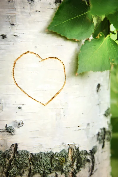 Kép a szív görbe a egy nyírfa — Stock Fotó