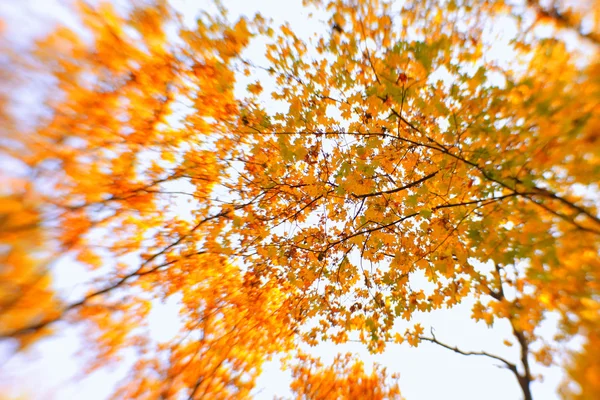 Bright autumn background. Selective focus — Stock Photo, Image