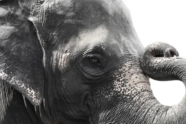 Image of asian elephant head close up — Stock Photo, Image