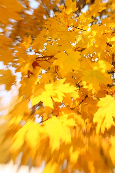 Autumn leaves background. Selective focus — Stock Photo, Image