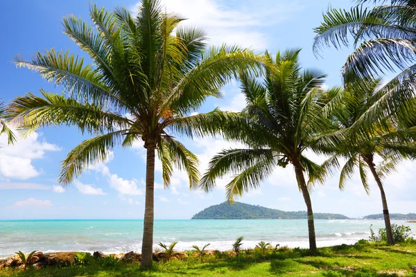 Palme da cocco sull'isola in Thailandia — Foto Stock