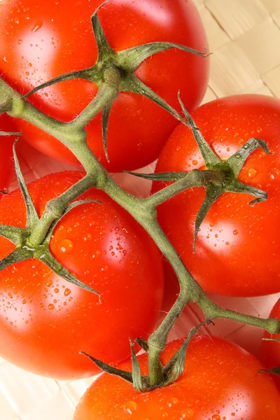 Ramo de tomate maduro — Fotografia de Stock