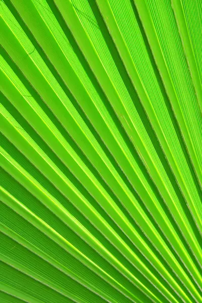 Image de la feuille de palmier vert colseup — Photo
