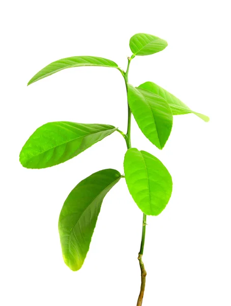 Green plant isolated over white — Stock Photo, Image