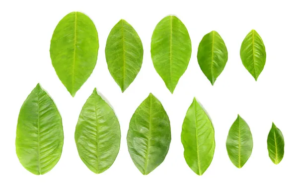 11 foglie verdi — Foto Stock