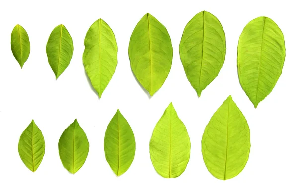 Sada zelených listů nad bílá — Stock fotografie