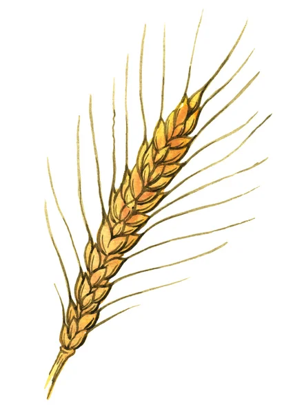 Watercolor illustration of wheat ear on white — Stock Photo, Image