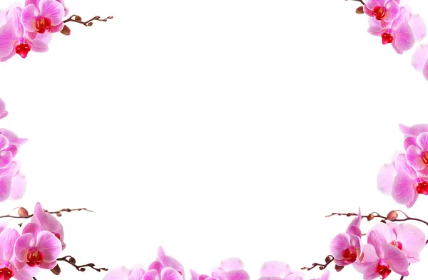 beyaz kopyalama alanı ile orkide çiçekleri sınır