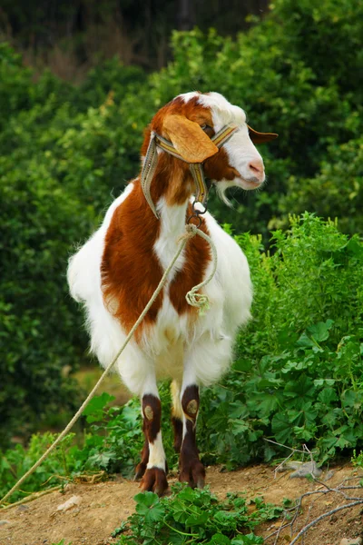 Image of curious hornless goat — Stock Photo, Image