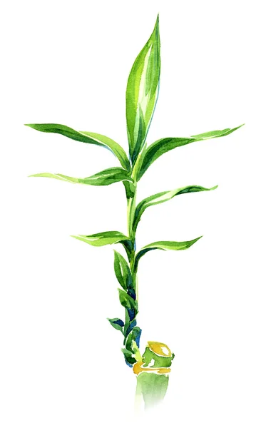 Bamboo watercolor illustration — Stock Photo, Image