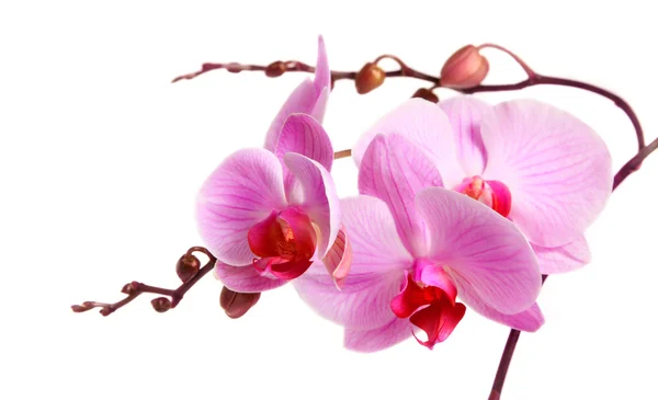 Image de fleur d'orchidée isolée sur blanc — Photo