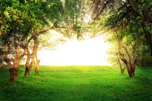 Sun shining through arc of trees