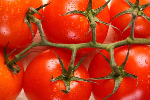 Fechar de ramo de tomate maduro — Fotografia de Stock