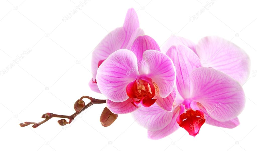 Image of orchid flowers
