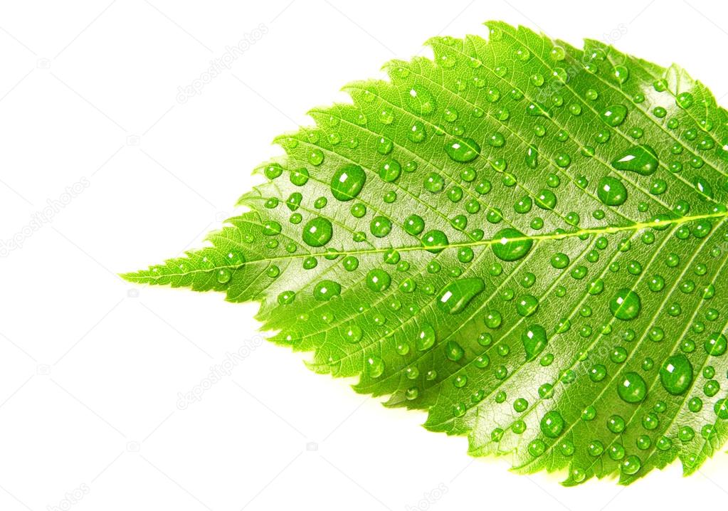 Image of green leaf with drops of water