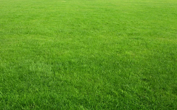 Green grass background — Stock Photo, Image